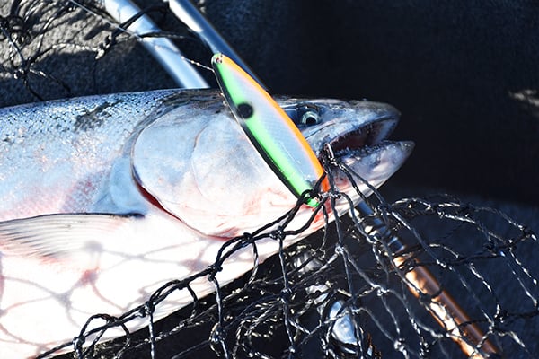 May brings Lake Michigan salmon close to shore – Outdoor News