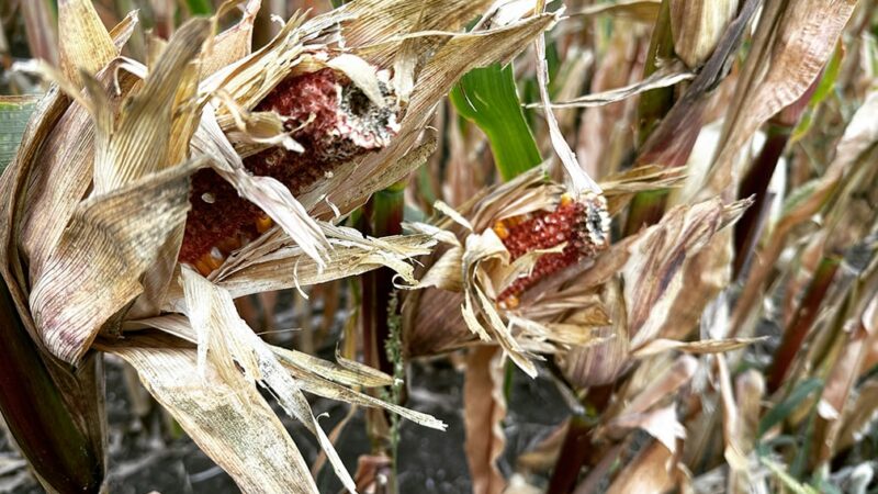 Minnesota legislators debate corn-growing on state lands as session resumes – Outdoor News