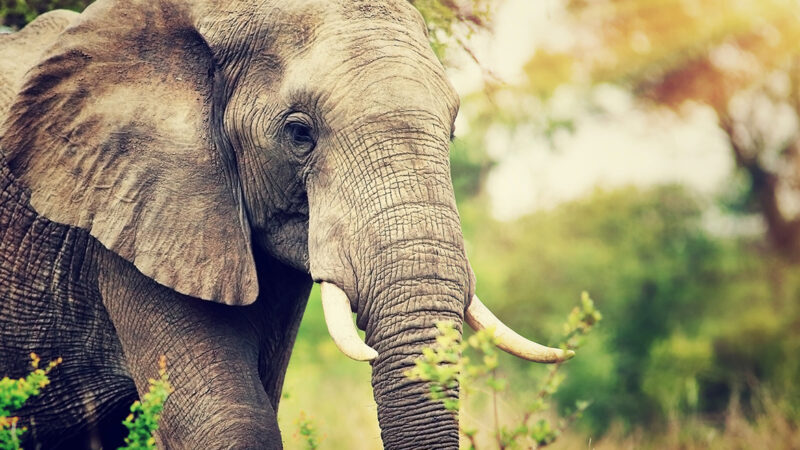 Minnesota tourist killed by an elephant in Zambia – Outdoor News