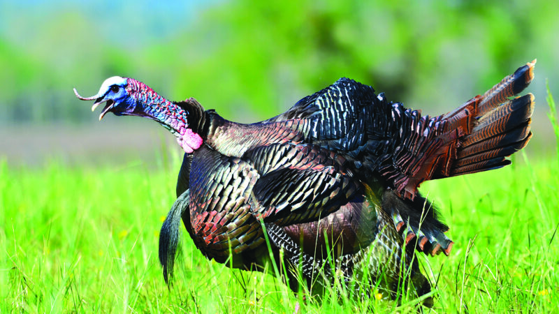 MN Daily Update: It’s time for turkey hunting – Outdoor News
