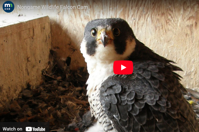 MN Daily Update: Peregrine falcon pair has active nest with eggs visible on the DNR’s FalconCam – Outdoor News