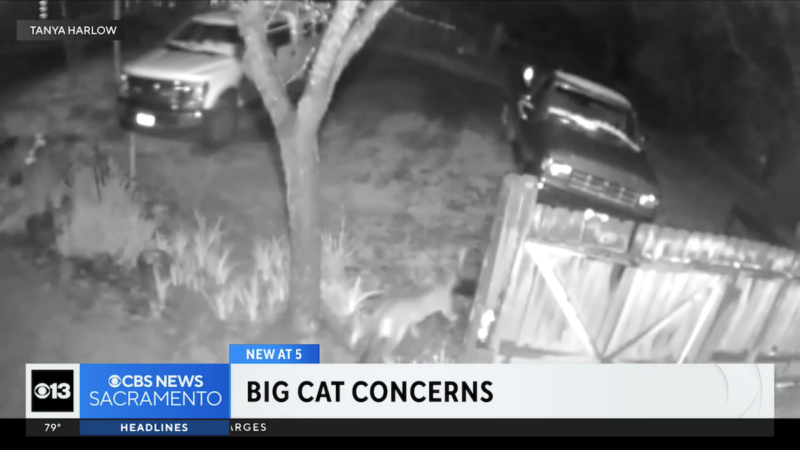 Mountain Lion Once Again Spotted in El Dorado County, California