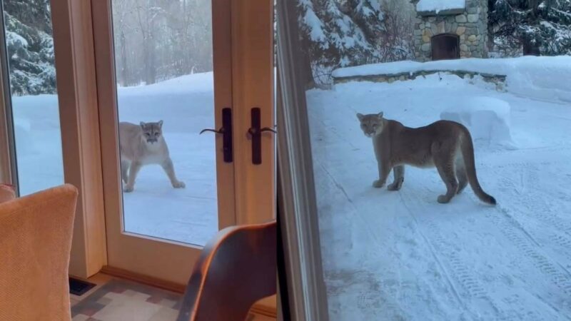 Mountain Lion Watches Man Through Glass Windows of His House