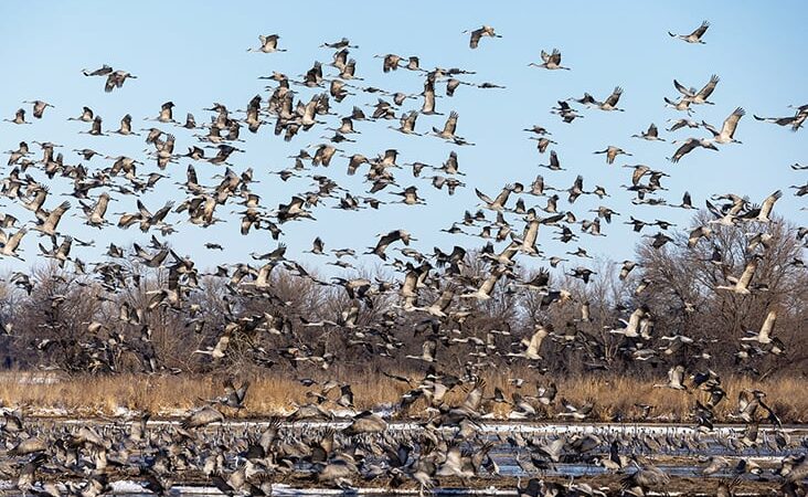 Nature Smart: Sandhill cranes on the Platte River – Outdoor News