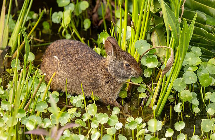 Nature Smart: The unique marsh rabbit – Outdoor News