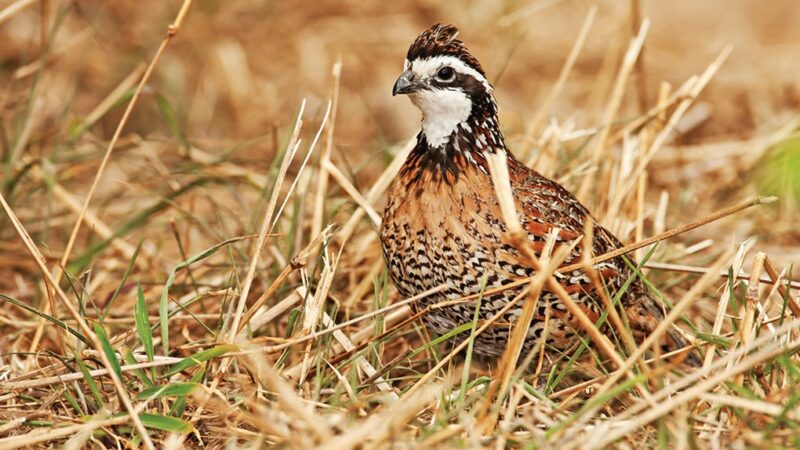 New sign-up to benefit quail on hand in Ohio and through range – Outdoor News