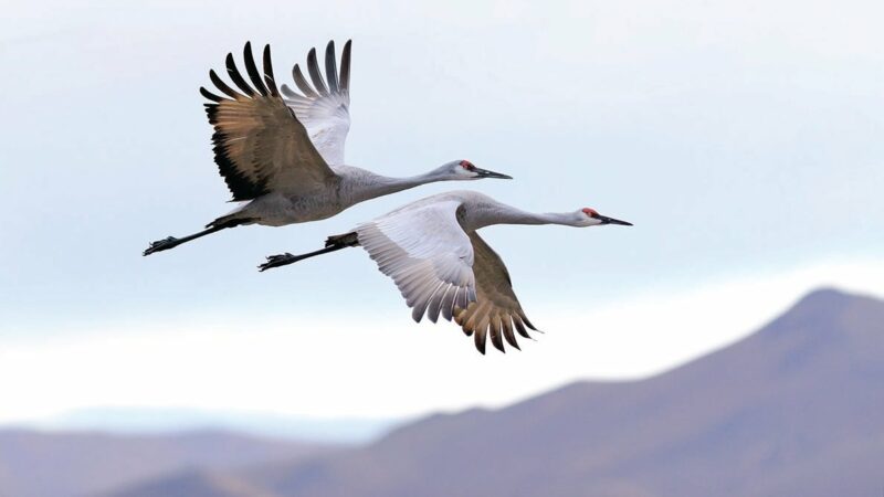 Ohio DNR asking public for help to count Sandhill cranes on April 13 – Outdoor News