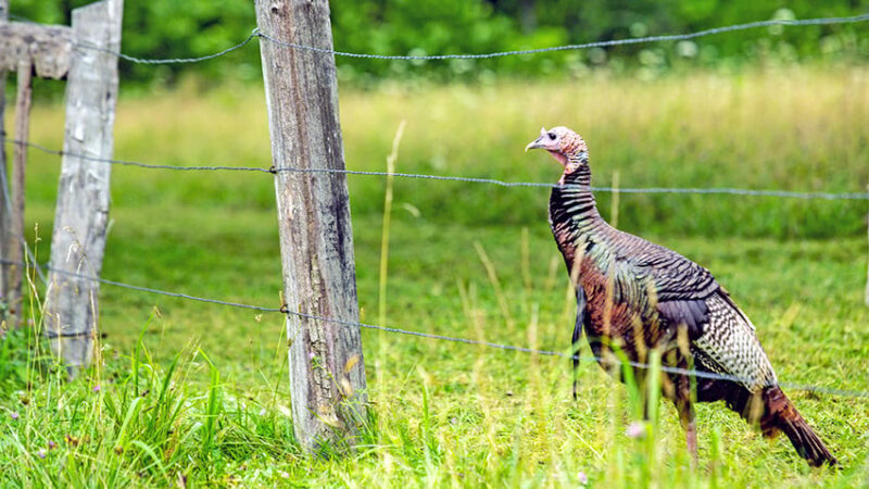 Ohio youth turkey hunters nearly match last year’s harvest totals – Outdoor News