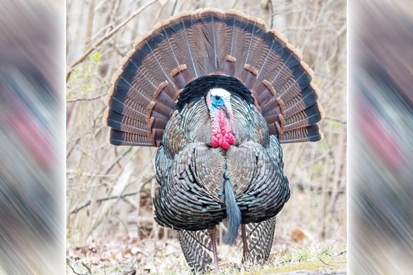 Ohio’s gobbler forecast paints a picture much like 2023 – Outdoor News