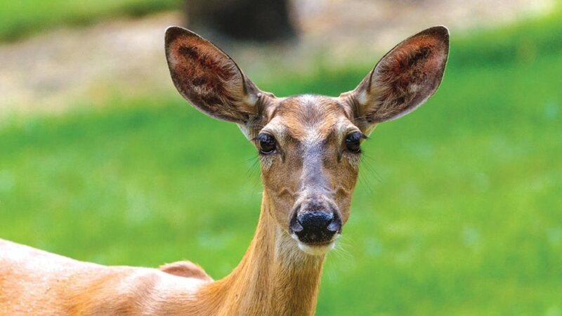 Ohio’s Mill Creek Metroparks to proceed with deer culling – Outdoor News