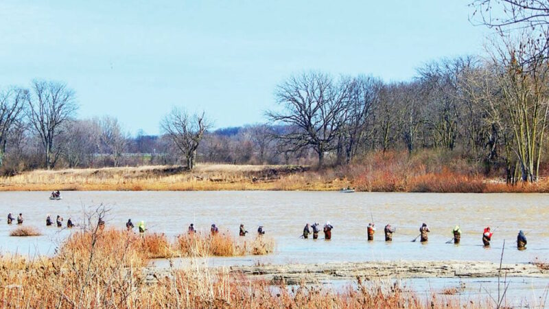 Ohio’s river walleye spawning runs approaching peak – Outdoor News