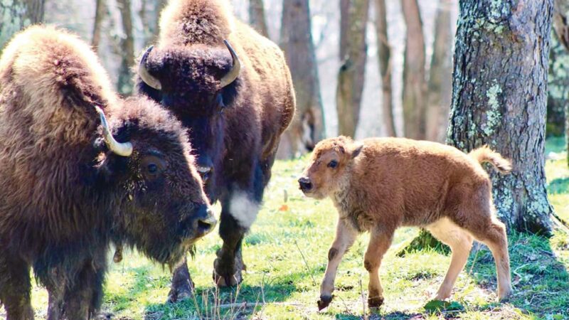 Park in southwestern Pennsylvania contains bison that dates back nearly a century – Outdoor News