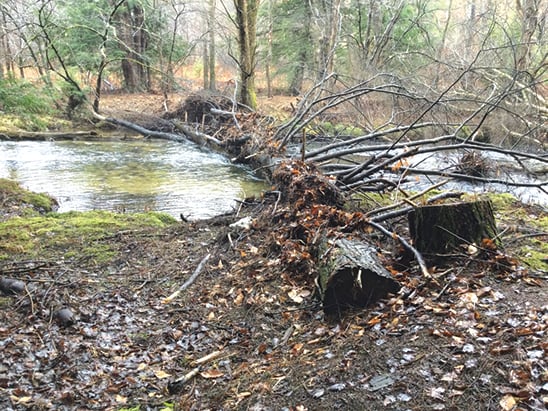 Partnerships to boost health of Pennsylvania’s Allegheny National Forest streams – Outdoor News