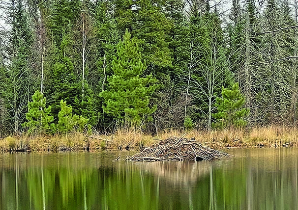 Patrick Durkin: Rebounding beavers gnaw, build Wisconsin’s wetlands – Outdoor News