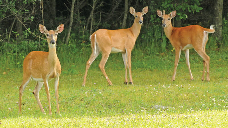 Patrick Durkin: Researchers say ‘feds’ should manage deer herd – Outdoor News