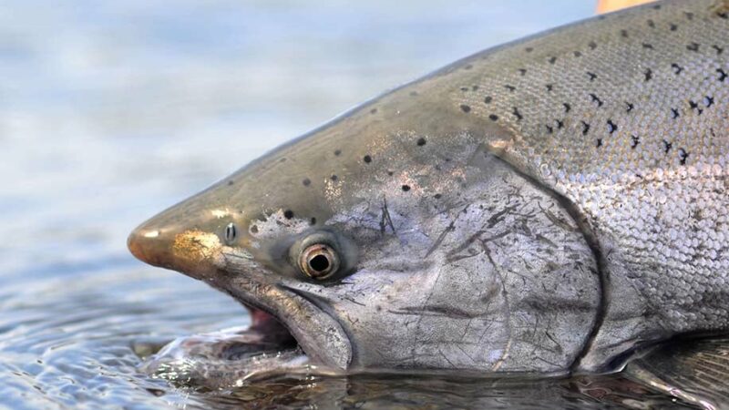 Pen-rearing projects boost salmon stocking in New York – Outdoor News