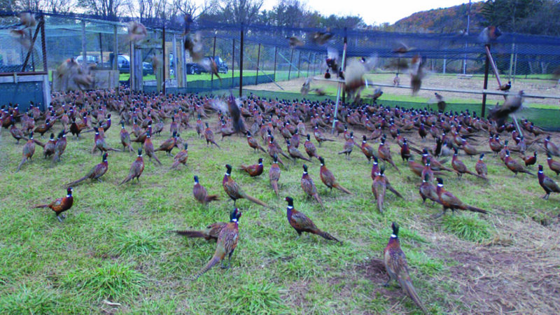 Pennsylvania Game Commission to meet pheasant program goals despite avian flu outbreak – Outdoor News