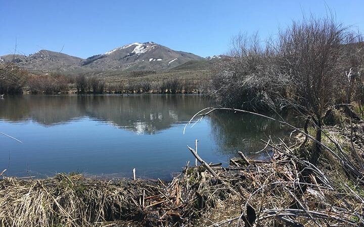 Pittman-Robertson funds are for beavers too – Outdoor News