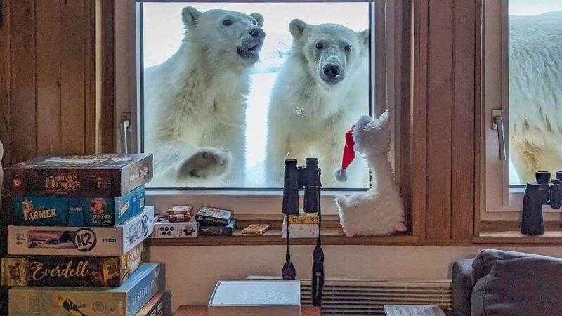 Polar Bears Peek in on Researcher’s Breakfast in Svalbard
