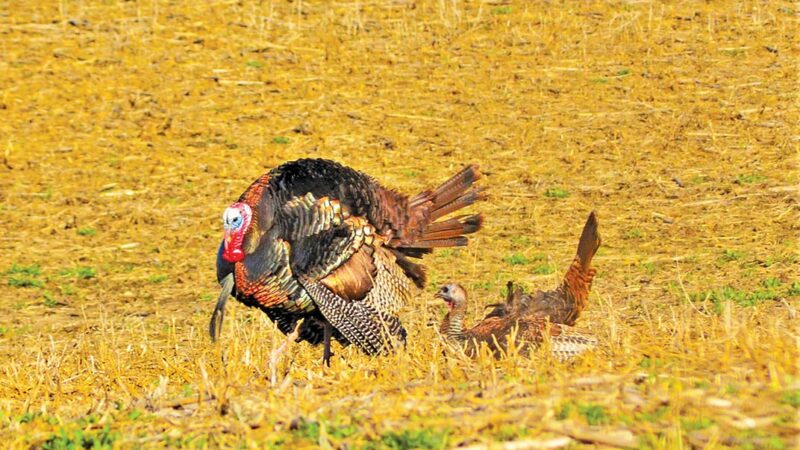 Pressured gobblers? Turkeys need a variety of tricks to coax them into gun range – Outdoor News