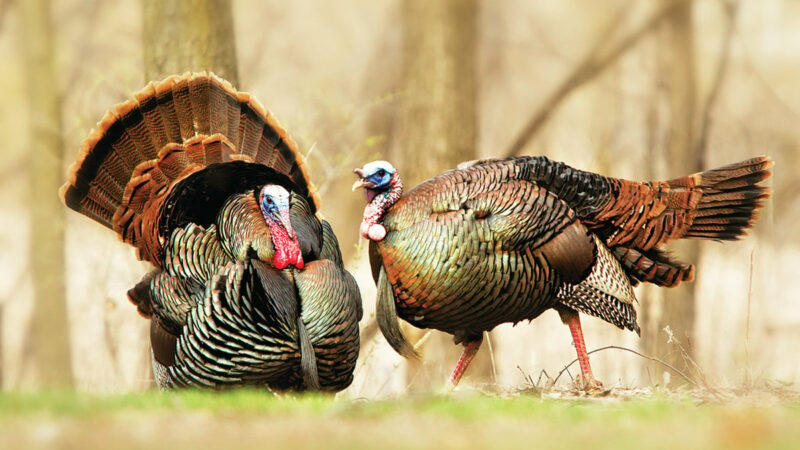 Pros offer advice on how to fill your spring turkey tag in all parts of the season – Outdoor News