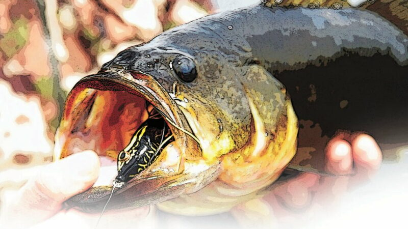Public invited to comment on New York DEC’s proposed bass tournament permit system – Outdoor News