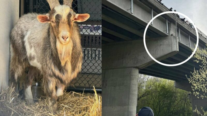 Random Goat Rescued from Overpass in Kansas City, Nearly Hung Itself in the Process