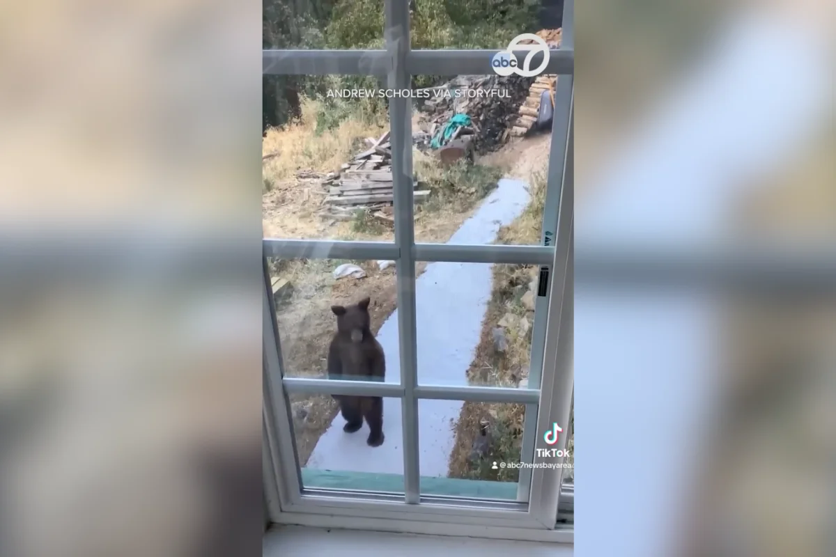black bear video