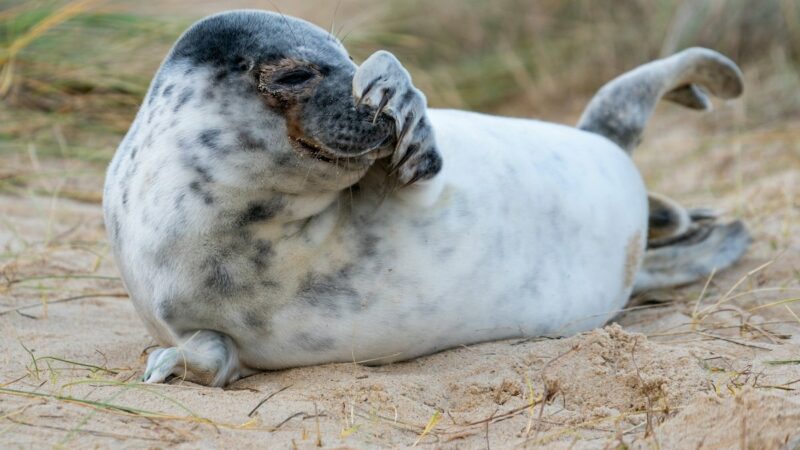 Seal Sneezes Sound Like Farts, and It’s Hilariously Cute