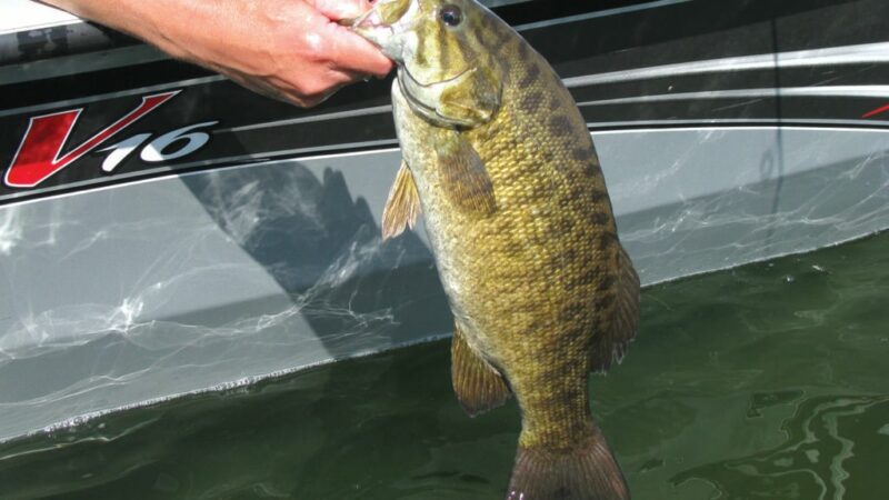 Smallmouth bass again star in Lake Michigan harbor samples from Illinois – Outdoor News