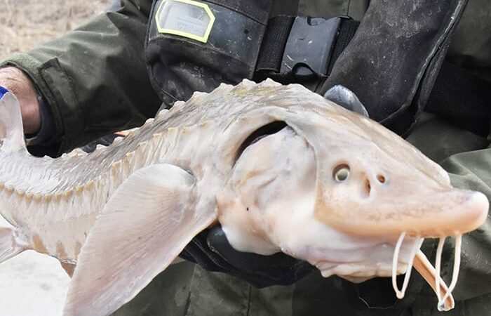 Spring spawning success for sturgeon at Alton, Ill. – Outdoor News