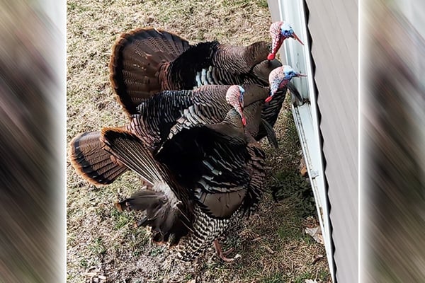 Spring turkeys: Time to battle with a worthy adversary, no matter how dumb they seem sometimes – Outdoor News