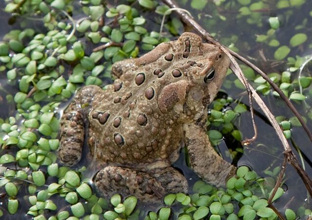 Steve Pollick: Seasonal frog songs a wake-up call for humans – Outdoor News