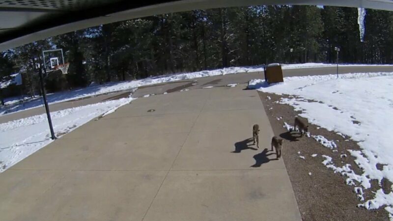 Surprise Cabin Visitors Caught on Video (They’re Mountain Lions)