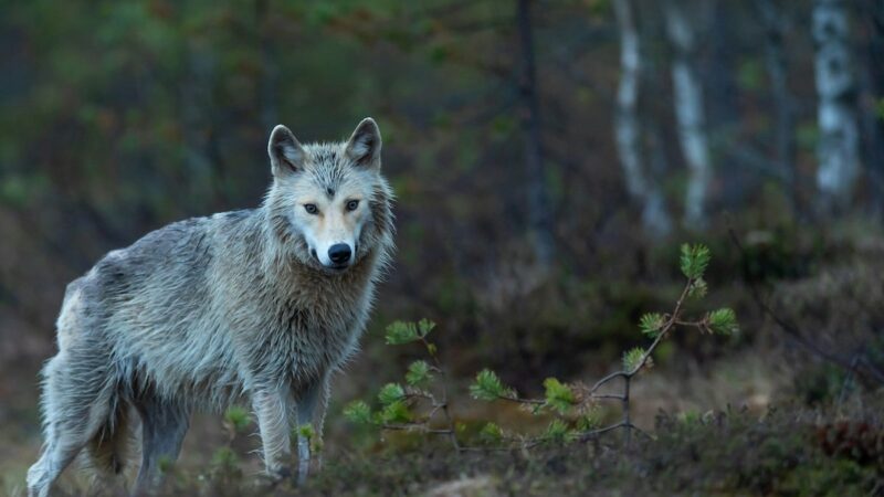 This Is Not a Drill: Wolf-Dog Hybrids Are on the Loose in California