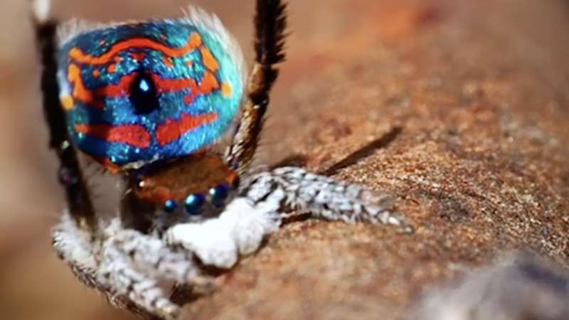 This Peacock Spider’s Courtship Dance Amazes Everyone Except His Lady Friend