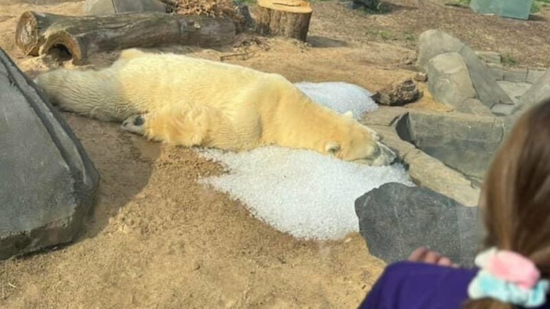 This Picture of a Polar Bear on a Hot Day has People Upset