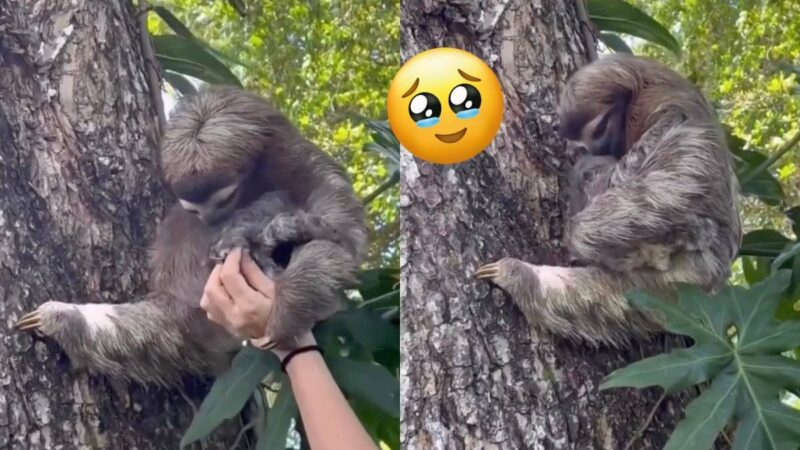 This Reunion Between a Baby Sloth And Its Mom Will Make You Cry