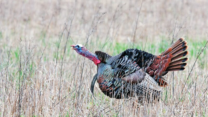 Three types of locator calls every turkey hunter should use – Outdoor News