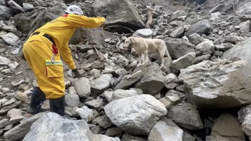 ‘Too Friendly’ Labrador Finds Purpose Rescuing Quake Victims