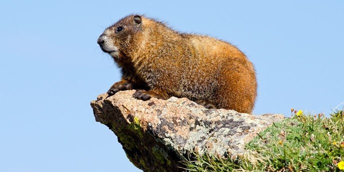 Tourist vs. Marmot in Rocky Mountain National Park (It Didn’t Go Well)