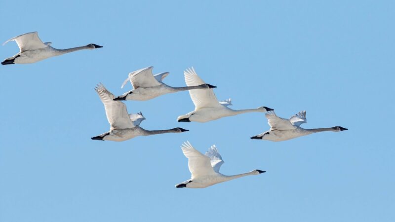 Trumpeter swans downlisted from threatened in Ohio – Outdoor News