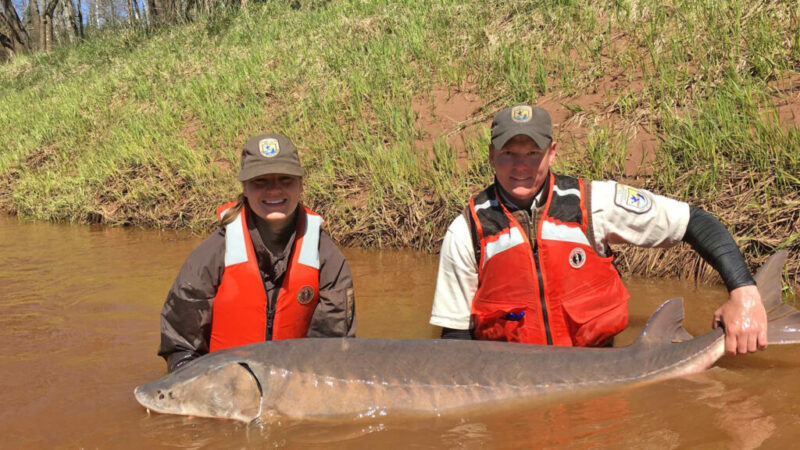 U.S. Fish and Wildlife Service determines lake sturgeon do not require listing under Endangered Species Act – Outdoor News