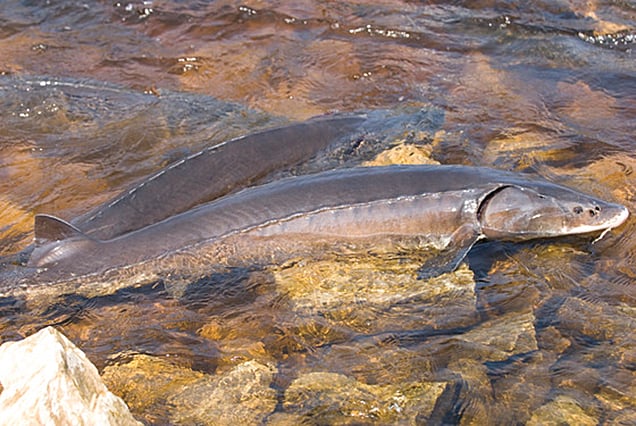 USFWS says lake sturgeon not endangered, allowing state management to continue – Outdoor News
