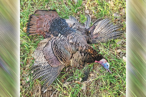Versatility pays off as much as any trait in the turkey woods – Outdoor News