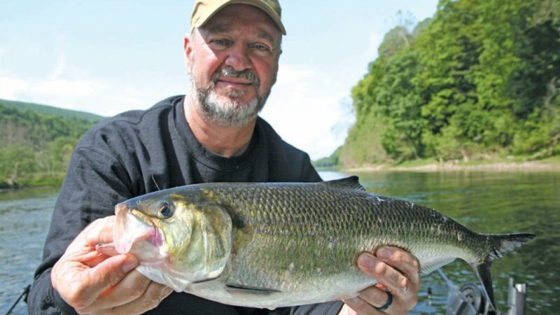 Vic Attardo: Use this clever technique to hook the powerful Delaware River shad – Outdoor News