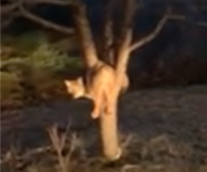 Video: Coyote gets stuck in apple tree in Michigan’s Upper Peninsula – Outdoor News