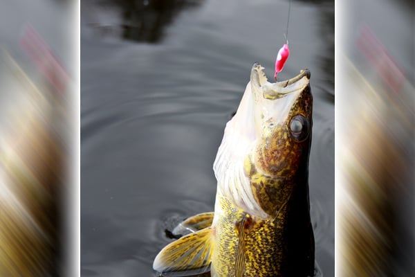 Walleye netting season starts for Iowa DNR fish hatcheries – Outdoor News