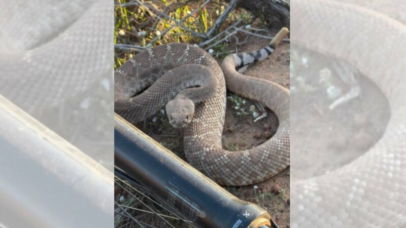 WATCH: Mountain Biker Crashes Into Rattlesnake