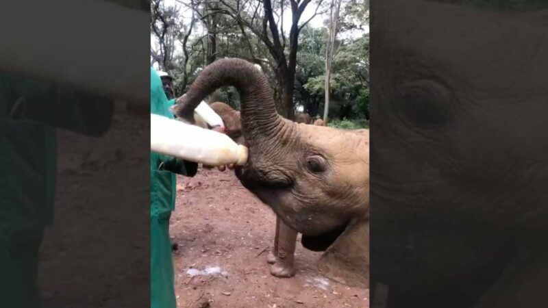 WATCH: Orphaned Elephants Go Nuts for Their 9 AM Milk Feed